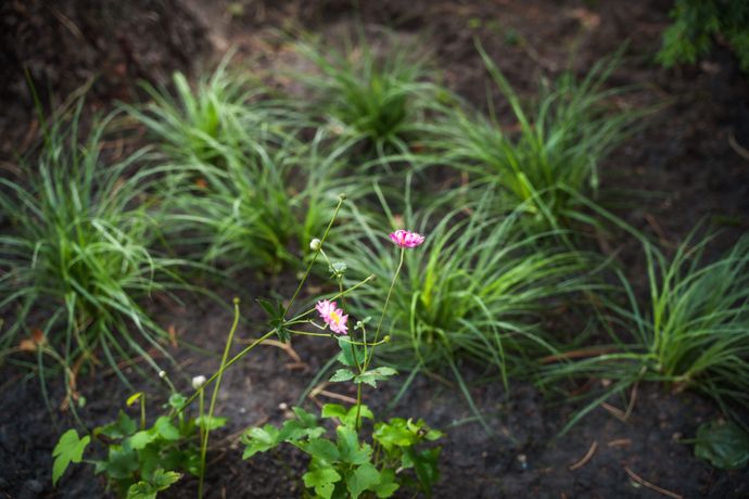 Beispielarbeit von Grüne Gärten Berlin - Jan Risse - veröffentlicht auf Gartenbau.org