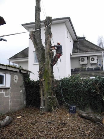 Beispielarbeit von Jörg Goos Baumpflege und Gartengestaltung - veröffentlicht auf Gartenbau.org