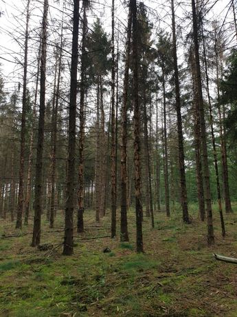 Beispielarbeit von Snekkerbjorn - Lifewood - veröffentlicht auf Gartenbau.org