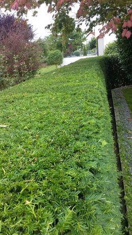Beispielarbeit von Morina Gartenpflege & Hausmeister Service - veröffentlicht auf Gartenbau.org