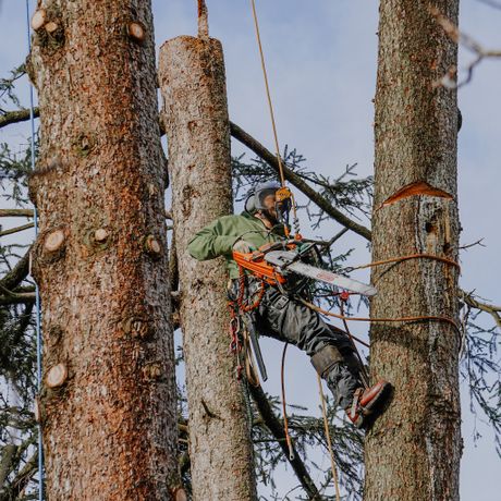 Beispielarbeit von Oachkatzl Buam GmbH - Baumpflege | Gartenbau - veröffentlicht auf Gartenbau.org