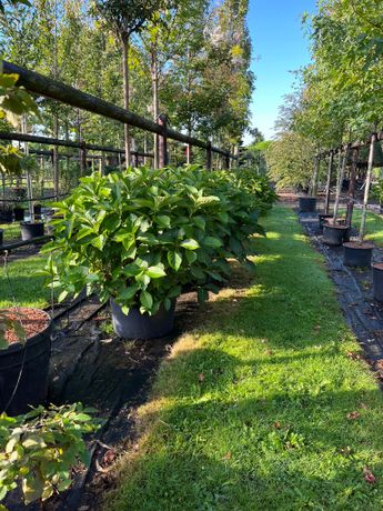 Beispielarbeit von Gartenkönig GmbH | Garten- und Landschaftsbau - veröffentlicht auf Gartenbau.org