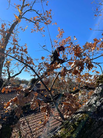 Beispielarbeit von Baumpflege Schaumann - veröffentlicht auf Gartenbau.org