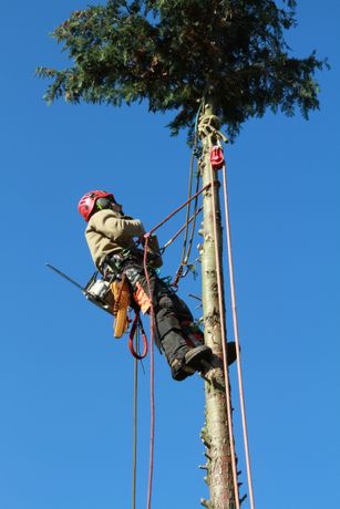 Beispielarbeit von Konstantin Wilde - Baumpflege - veröffentlicht auf Gartenbau.org