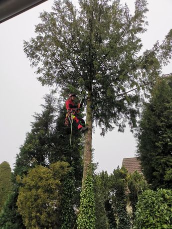 Beispielarbeit von Toni Kube Baumfällung & Sturmschadenbeseitigung Kube - veröffentlicht auf Gartenbau.org