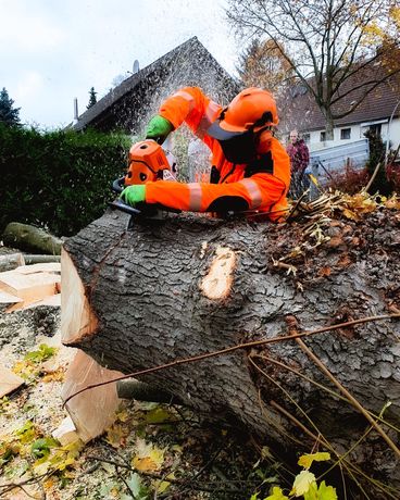 Beispielarbeit von Lukas Glockzin Baumpflege - veröffentlicht auf Gartenbau.org