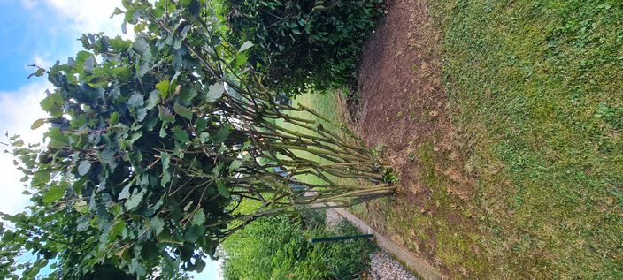 Beispielarbeit von Gartentechnik & Landschaftspflege [Greenkeeper] Matthias Reuss - veröffentlicht auf Gartenbau.org