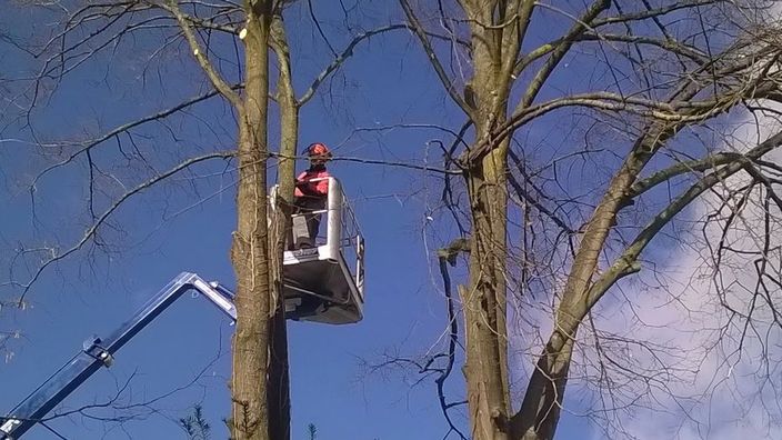 Beispielarbeit von Gartenlandschaftsbau Ortlepp - Haus u. Gartenservice UG - veröffentlicht auf Gartenbau.org