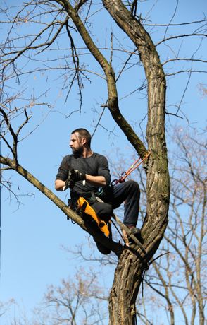 Beispielarbeit von Konstantin Wilde - Baumpflege - veröffentlicht auf Gartenbau.org
