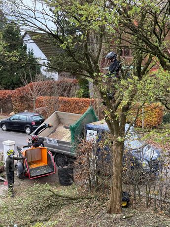 Beispielarbeit von Hanseatische Baumpflege - veröffentlicht auf Gartenbau.org