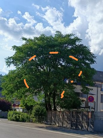 Beispielarbeit von Martin Müller BaumTänzer Baumpflege - veröffentlicht auf Gartenbau.org