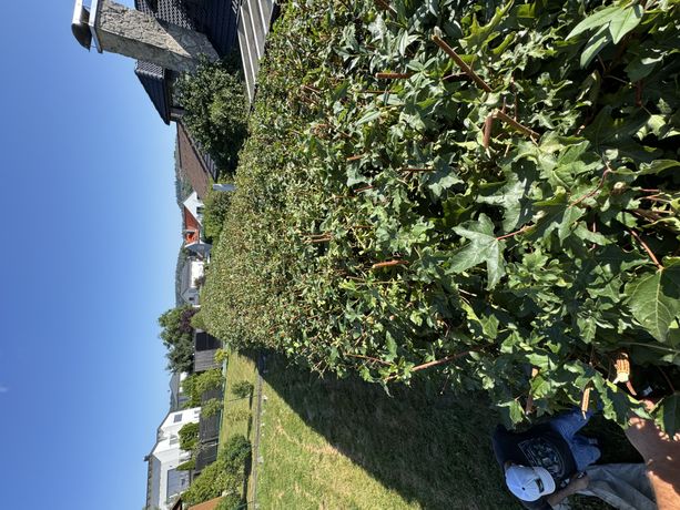 Beispielarbeit von Megi GaLa-Pflege - veröffentlicht auf Gartenbau.org