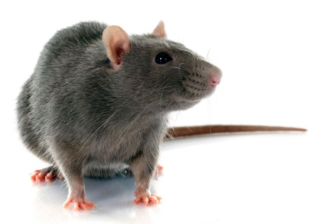 Beispielarbeit von Wrehde Schädlingsbekämpfung - veröffentlicht auf Schaedlingsvernichtung.de