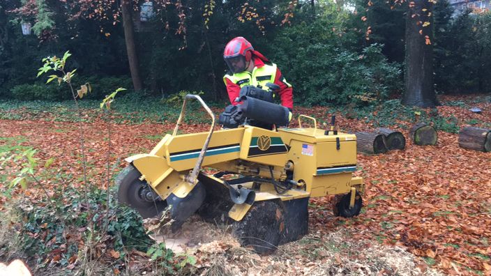 Beispielarbeit von Baumpflegezentrale Björn Dewitt e. K. - veröffentlicht auf Gartenbau.org