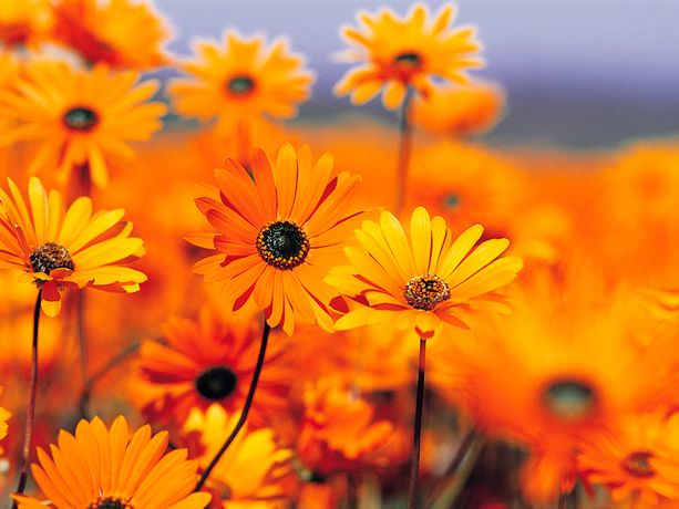 Beispielarbeit von Märgel´s Grünpflege - veröffentlicht auf Gartenbau.org