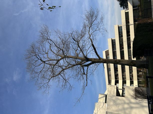 Beispielarbeit von Franko Tadic Garten- u. Landschaftsbau/Baumpflege - veröffentlicht auf Gartenbau.org