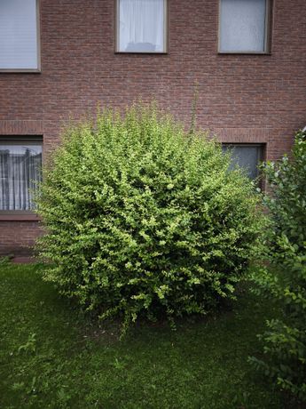 Beispielarbeit von Gartenbarbier - veröffentlicht auf Gartenbau.org