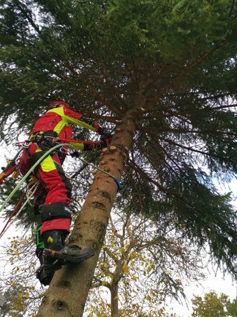 Beispielarbeit von Toni Kube Baumfällung & Sturmschadenbeseitigung Kube - veröffentlicht auf Gartenbau.org