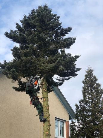 Beispielarbeit von Serghei Tudorean Garten- und Landschaftsbau - veröffentlicht auf Gartenbau.org