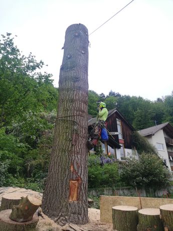 Beispielarbeit von Baumdienst Kronenprinz - veröffentlicht auf Gartenbau.org