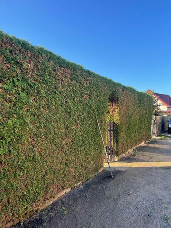 Beispielarbeit von Universal - veröffentlicht auf Gartenbau.org