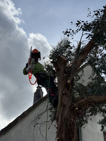 Beispielarbeit von Serghei Tudorean Garten- und Landschaftsbau - veröffentlicht auf Gartenbau.org