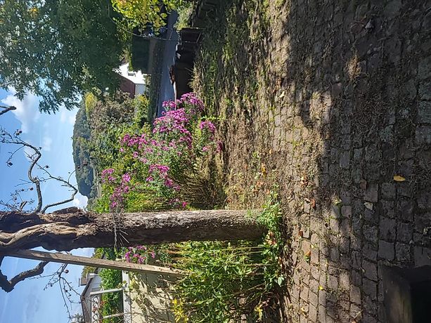Beispielarbeit von Dimgärtner - veröffentlicht auf Gartenbau.org