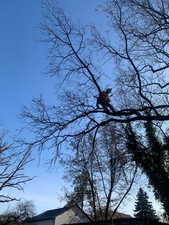 Beispielarbeit von Baum- und Gartenpflege Schifelbein GmbH - veröffentlicht auf Gartenbau.org