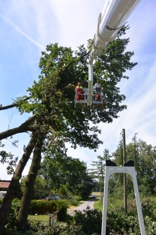 Beispielarbeit von Baumpflegezentrale Björn Dewitt e. K. - veröffentlicht auf Gartenbau.org