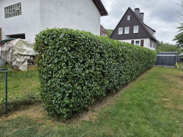 Beispielarbeit von Selami Bylygbashi - veröffentlicht auf Gartenbau.org