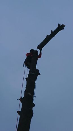 Beispielarbeit von Wipfelstürmer - veröffentlicht auf Gartenbau.org