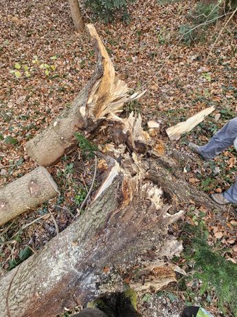 Beispielarbeit von Garten & Baumservice Lerch - veröffentlicht auf Gartenbau.org