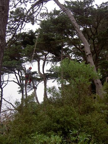 Beispielarbeit von Jörg Goos Baumpflege und Gartengestaltung - veröffentlicht auf Gartenbau.org