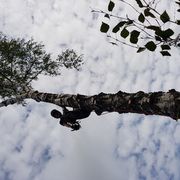 Sergej Ginder Garten- und Baumpflege in Möhnesee