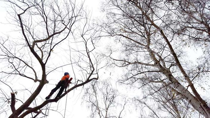 Beispielarbeit von treeXtreme | Baumkletterer für gute Baumpflege Berlin - veröffentlicht auf Gartenbau.org