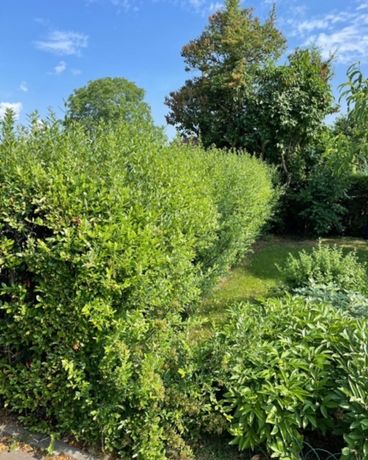 Beispielarbeit von SGS Sari GartenService Dienstleistung - veröffentlicht auf Gartenbau.org