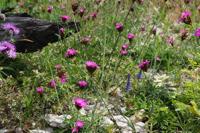Beispielarbeit von natürlich grün Benedikt Brockmann e.K. - veröffentlicht auf Gartenbau.org