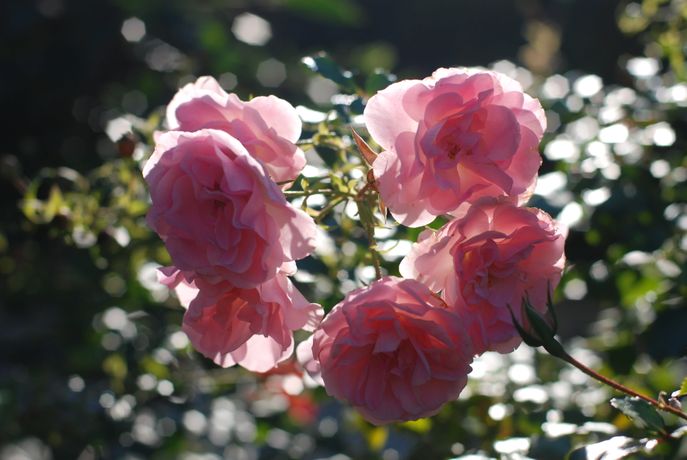 Beispielarbeit von Gartengestaltung Soeder - veröffentlicht auf Gartenbau.org