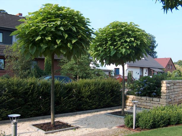 Beispielarbeit von Alles im grünen Bereich Inh. Thomas Ninke e. K. - veröffentlicht auf Gartenbau.org