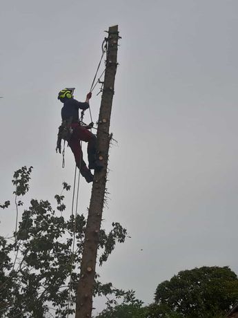 Beispielarbeit von Grimms Gärten der Baumdienst - veröffentlicht auf Gartenbau.org