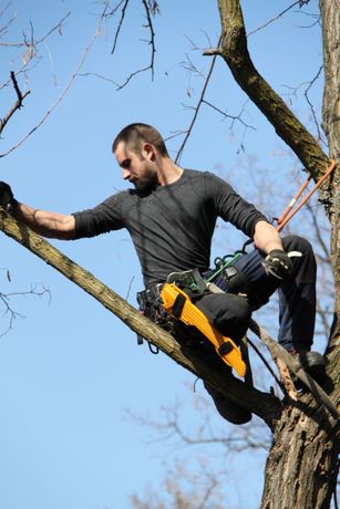 Beispielarbeit von Konstantin Wilde - Baumpflege - veröffentlicht auf Gartenbau.org