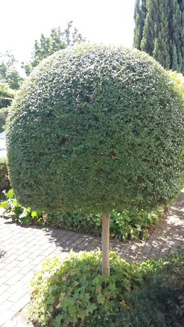 Beispielarbeit von Morina Gartenpflege & Hausmeister Service - veröffentlicht auf Gartenbau.org