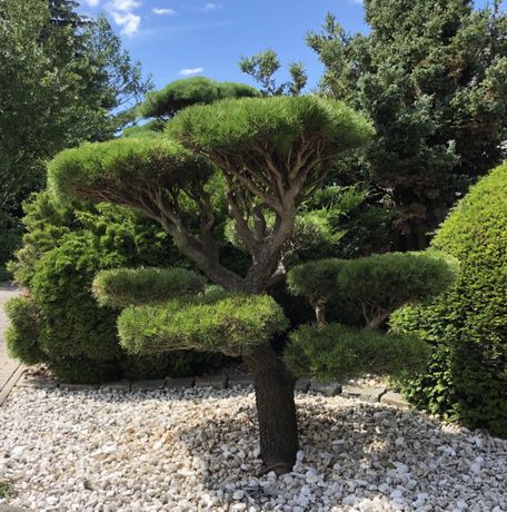 Beispielarbeit von Gartenbau Goschin GmbH - veröffentlicht auf Gartenbau.org