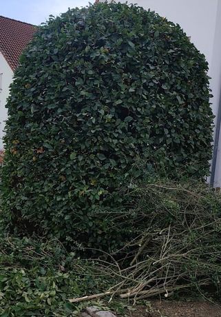Beispielarbeit von Fix&Fertig Gebäude- und Aussenpflege - veröffentlicht auf Gartenbau.org