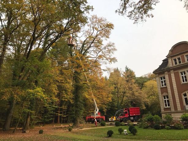 Beispielarbeit von Der Baumprofi Melhaff - veröffentlicht auf Gartenbau.org