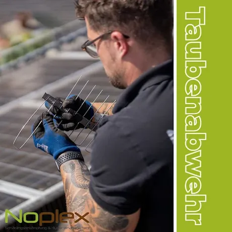 Beispielarbeit von Noplex GmbH - veröffentlicht auf Schaedlingsvernichtung.de