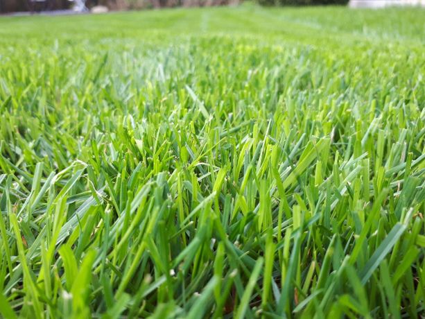 Beispielarbeit von GreenFairway e.K. - veröffentlicht auf Gartenbau.org