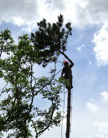 Beispielarbeit von Mentor Sejdija Garten- und Baumpflege - veröffentlicht auf Gartenbau.org