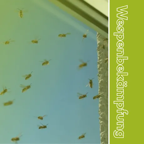 Beispielarbeit von Noplex GmbH - veröffentlicht auf Schaedlingsvernichtung.de