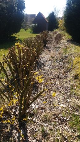 Beispielarbeit von Coordes u. Thomßen GbR Haushaltsnahe Dienst u. Handwerksleistungen - veröffentlicht auf Gartenbau.org